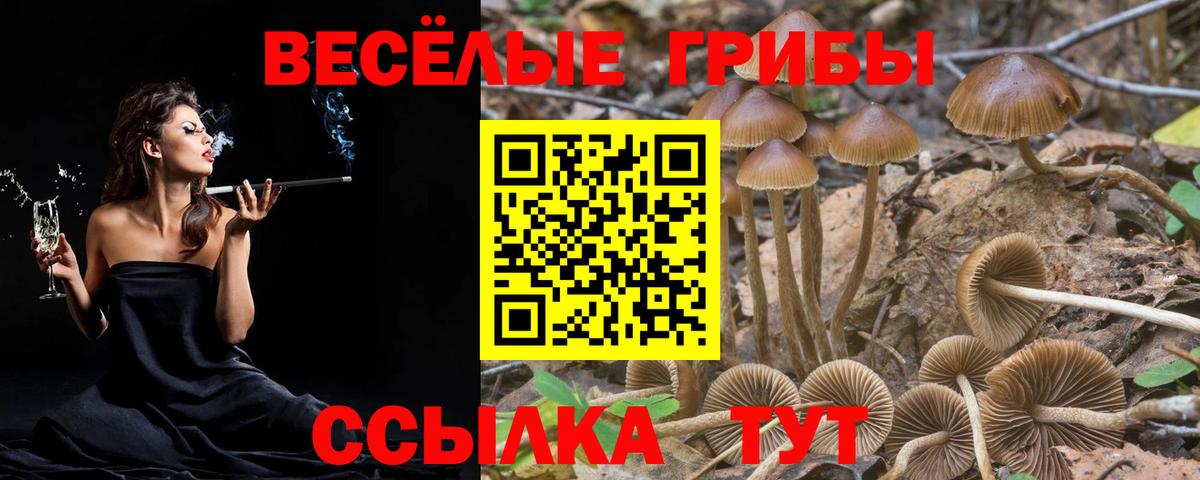 Камень-на-Оби  Галлюциногенные грибы MAGIC MUSHROOMS  Вход с VPN 